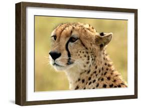 Portrait of a Cheetah-Martin Fowkes-Framed Giclee Print