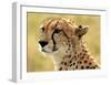 Portrait of a Cheetah-Martin Fowkes-Framed Giclee Print