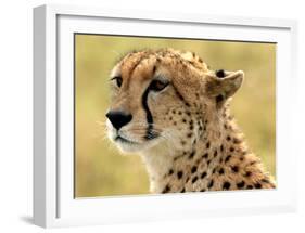 Portrait of a Cheetah-Martin Fowkes-Framed Giclee Print