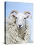 Portrait of a Cheviot Sheep on the Isle of Harris. Schotland-Martin Zwick-Stretched Canvas