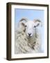 Portrait of a Cheviot Sheep on the Isle of Harris. Schotland-Martin Zwick-Framed Photographic Print