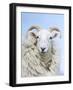 Portrait of a Cheviot Sheep on the Isle of Harris. Schotland-Martin Zwick-Framed Photographic Print