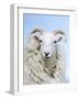 Portrait of a Cheviot Sheep on the Isle of Harris. Schotland-Martin Zwick-Framed Photographic Print