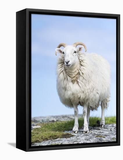 Portrait of a Cheviot Sheep on the Isle of Harris. Schotland-Martin Zwick-Framed Stretched Canvas