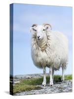 Portrait of a Cheviot Sheep on the Isle of Harris. Schotland-Martin Zwick-Stretched Canvas