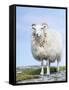 Portrait of a Cheviot Sheep on the Isle of Harris. Schotland-Martin Zwick-Framed Stretched Canvas