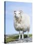 Portrait of a Cheviot Sheep on the Isle of Harris. Schotland-Martin Zwick-Stretched Canvas