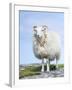 Portrait of a Cheviot Sheep on the Isle of Harris. Schotland-Martin Zwick-Framed Premium Photographic Print