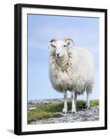 Portrait of a Cheviot Sheep on the Isle of Harris. Schotland-Martin Zwick-Framed Premium Photographic Print