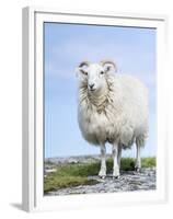 Portrait of a Cheviot Sheep on the Isle of Harris. Schotland-Martin Zwick-Framed Premium Photographic Print