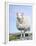 Portrait of a Cheviot Sheep on the Isle of Harris. Schotland-Martin Zwick-Framed Premium Photographic Print