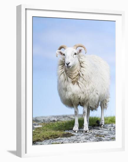 Portrait of a Cheviot Sheep on the Isle of Harris. Schotland-Martin Zwick-Framed Premium Photographic Print