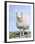 Portrait of a Cheviot Sheep on the Isle of Harris. Schotland-Martin Zwick-Framed Premium Photographic Print