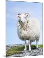 Portrait of a Cheviot Sheep on the Isle of Harris. Schotland-Martin Zwick-Mounted Premium Photographic Print
