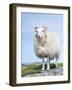 Portrait of a Cheviot Sheep on the Isle of Harris. Schotland-Martin Zwick-Framed Photographic Print