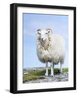 Portrait of a Cheviot Sheep on the Isle of Harris. Schotland-Martin Zwick-Framed Photographic Print