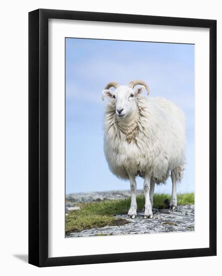 Portrait of a Cheviot Sheep on the Isle of Harris. Schotland-Martin Zwick-Framed Photographic Print