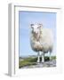 Portrait of a Cheviot Sheep on the Isle of Harris. Schotland-Martin Zwick-Framed Photographic Print