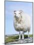 Portrait of a Cheviot Sheep on the Isle of Harris. Schotland-Martin Zwick-Mounted Photographic Print