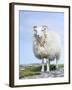 Portrait of a Cheviot Sheep on the Isle of Harris. Schotland-Martin Zwick-Framed Photographic Print