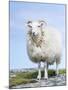 Portrait of a Cheviot Sheep on the Isle of Harris. Schotland-Martin Zwick-Mounted Photographic Print