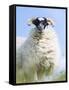 Portrait of a Cheviot Sheep on the Isle of Harris. Schotland-Martin Zwick-Framed Stretched Canvas