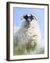 Portrait of a Cheviot Sheep on the Isle of Harris. Schotland-Martin Zwick-Framed Premium Photographic Print