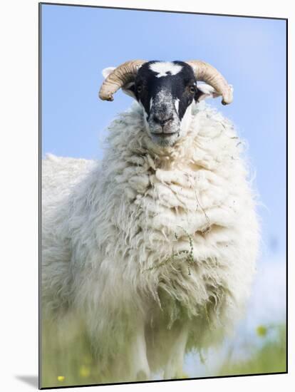 Portrait of a Cheviot Sheep on the Isle of Harris. Schotland-Martin Zwick-Mounted Premium Photographic Print