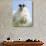 Portrait of a Cheviot Sheep on the Isle of Harris. Schotland-Martin Zwick-Photographic Print displayed on a wall