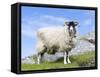 Portrait of a Cheviot Sheep on the Isle of Harris. Schotland-Martin Zwick-Framed Stretched Canvas