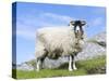 Portrait of a Cheviot Sheep on the Isle of Harris. Schotland-Martin Zwick-Stretched Canvas