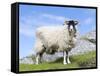 Portrait of a Cheviot Sheep on the Isle of Harris. Schotland-Martin Zwick-Framed Stretched Canvas