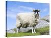 Portrait of a Cheviot Sheep on the Isle of Harris. Schotland-Martin Zwick-Stretched Canvas