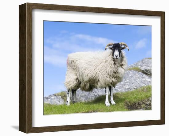 Portrait of a Cheviot Sheep on the Isle of Harris. Schotland-Martin Zwick-Framed Premium Photographic Print