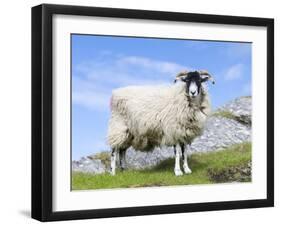 Portrait of a Cheviot Sheep on the Isle of Harris. Schotland-Martin Zwick-Framed Premium Photographic Print