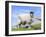 Portrait of a Cheviot Sheep on the Isle of Harris. Schotland-Martin Zwick-Framed Premium Photographic Print