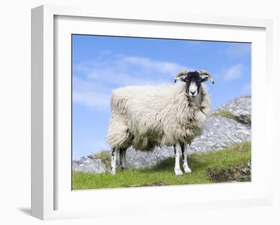 Portrait of a Cheviot Sheep on the Isle of Harris. Schotland-Martin Zwick-Framed Premium Photographic Print