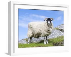 Portrait of a Cheviot Sheep on the Isle of Harris. Schotland-Martin Zwick-Framed Premium Photographic Print