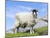 Portrait of a Cheviot Sheep on the Isle of Harris. Schotland-Martin Zwick-Mounted Premium Photographic Print
