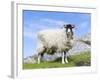 Portrait of a Cheviot Sheep on the Isle of Harris. Schotland-Martin Zwick-Framed Photographic Print