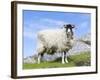 Portrait of a Cheviot Sheep on the Isle of Harris. Schotland-Martin Zwick-Framed Photographic Print