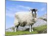 Portrait of a Cheviot Sheep on the Isle of Harris. Schotland-Martin Zwick-Mounted Photographic Print