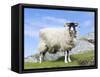 Portrait of a Cheviot Sheep on the Isle of Harris. Schotland-Martin Zwick-Framed Stretched Canvas
