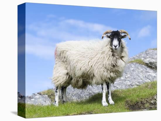 Portrait of a Cheviot Sheep on the Isle of Harris. Schotland-Martin Zwick-Stretched Canvas