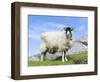 Portrait of a Cheviot Sheep on the Isle of Harris. Schotland-Martin Zwick-Framed Photographic Print