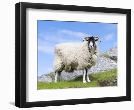 Portrait of a Cheviot Sheep on the Isle of Harris. Schotland-Martin Zwick-Framed Photographic Print