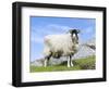 Portrait of a Cheviot Sheep on the Isle of Harris. Schotland-Martin Zwick-Framed Photographic Print