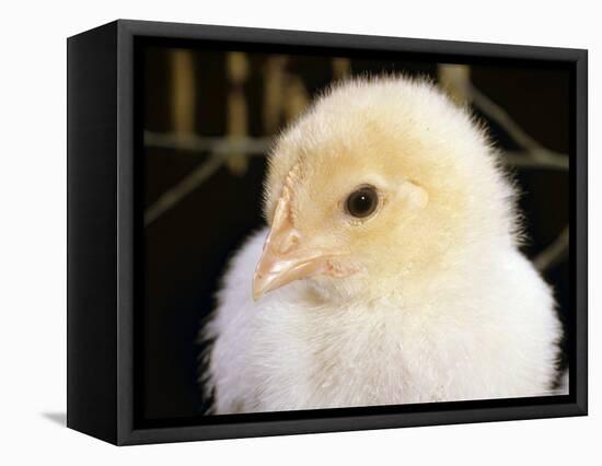 Portrait of a Chick, 3-Week-Old-Jane Burton-Framed Stretched Canvas