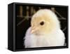 Portrait of a Chick, 3-Week-Old-Jane Burton-Framed Stretched Canvas