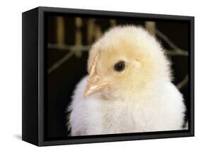 Portrait of a Chick, 3-Week-Old-Jane Burton-Framed Stretched Canvas